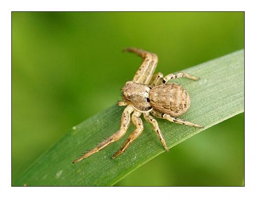 Xysticus sp.